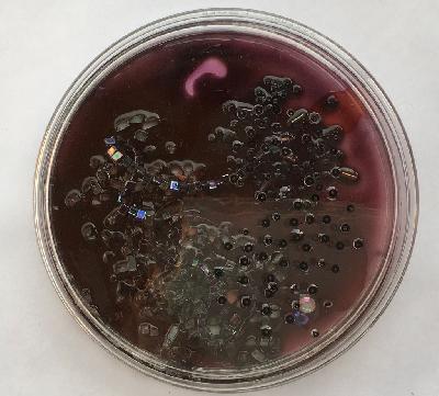 Pilar Pedroza. Muestra de Abismo 1.